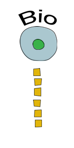 bio